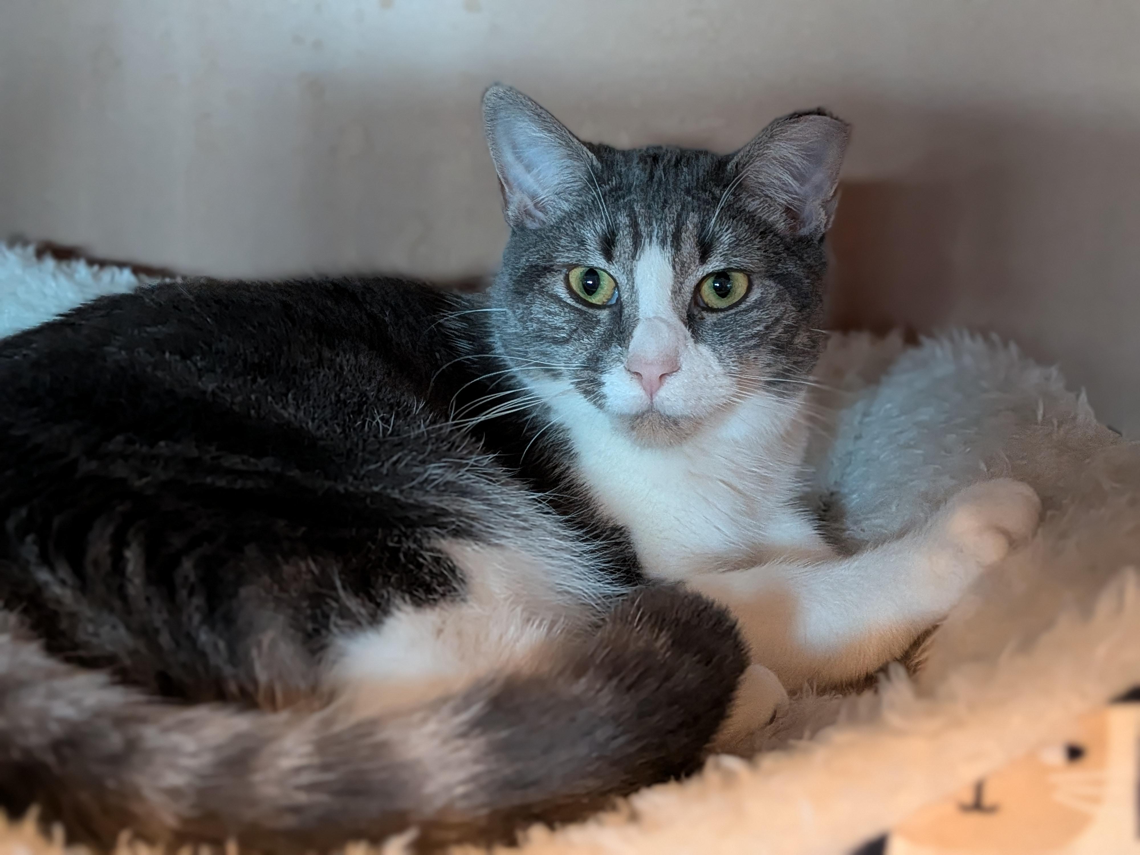 Enlarge Margarine, a Adoptable Domestic Short Hair in Newburgh, NY image 2/6