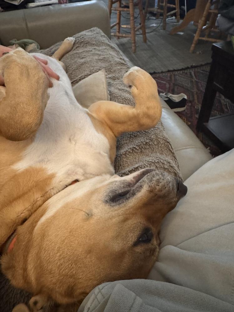 Emma 💕, Adoptable, Adult Female American Staffordshire Terrier & German Shepherd Dog.