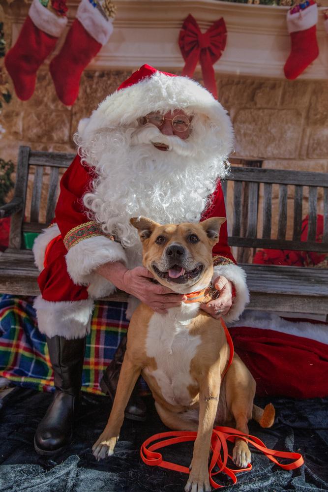 Emma 💕, Adoptable, Adult Female Carolina Dog.