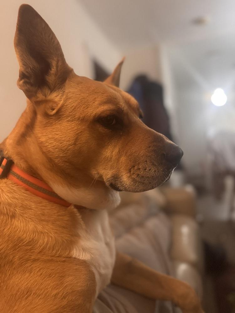 Emma 💕, Adoptable, Adult Female American Staffordshire Terrier & German Shepherd Dog.