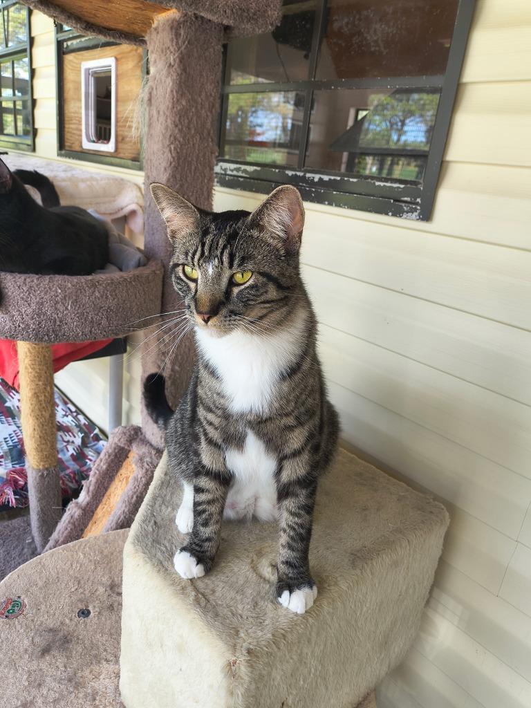 Captain Car Battery, Adoptable, Young Male Domestic Short Hair.