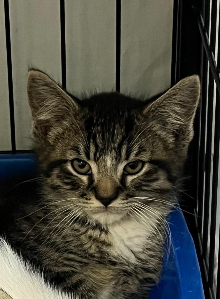 Enlarge Captain Car Battery, a Adoptable mixed breed in Berlin, MD image 2/3