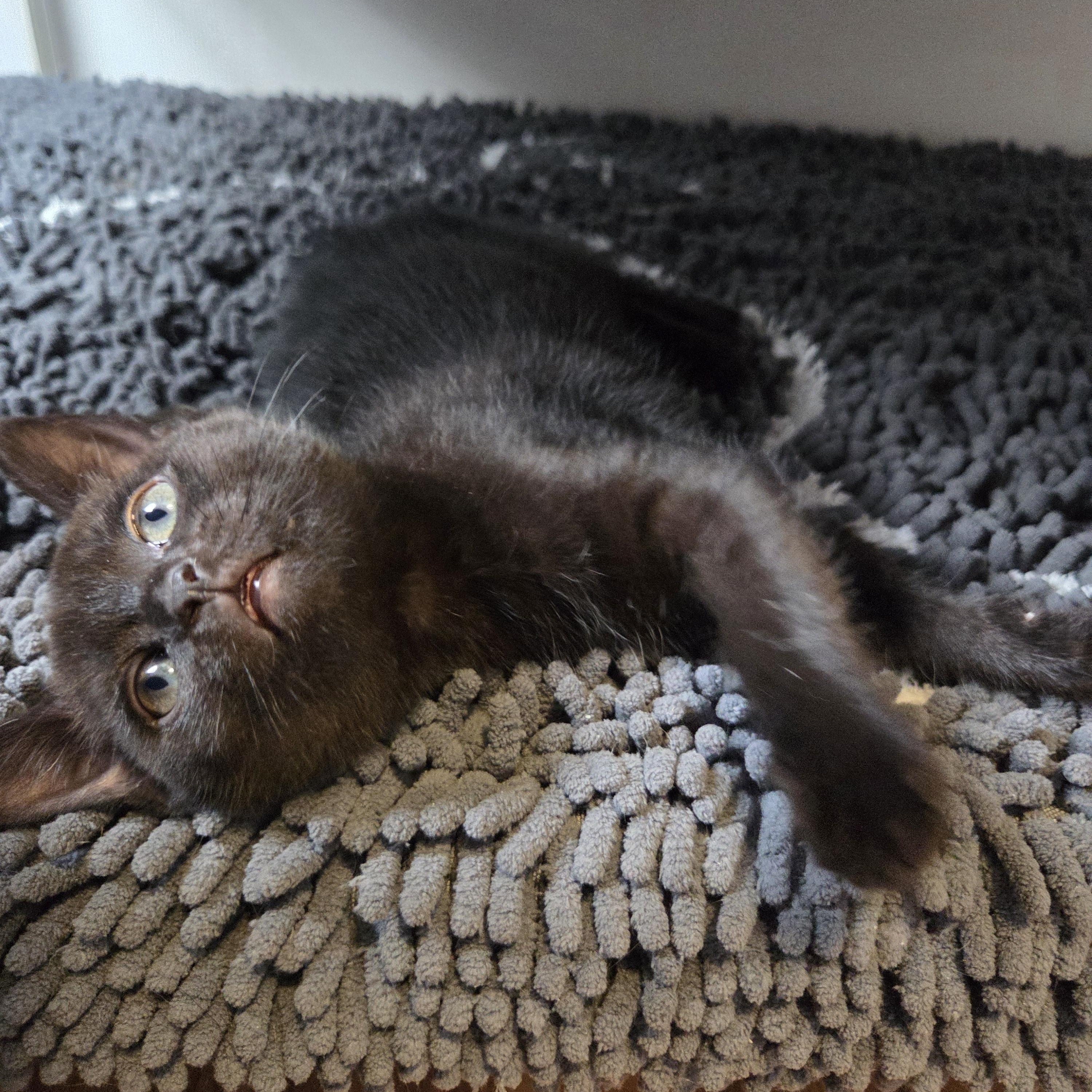 Taika — thumbnail 2