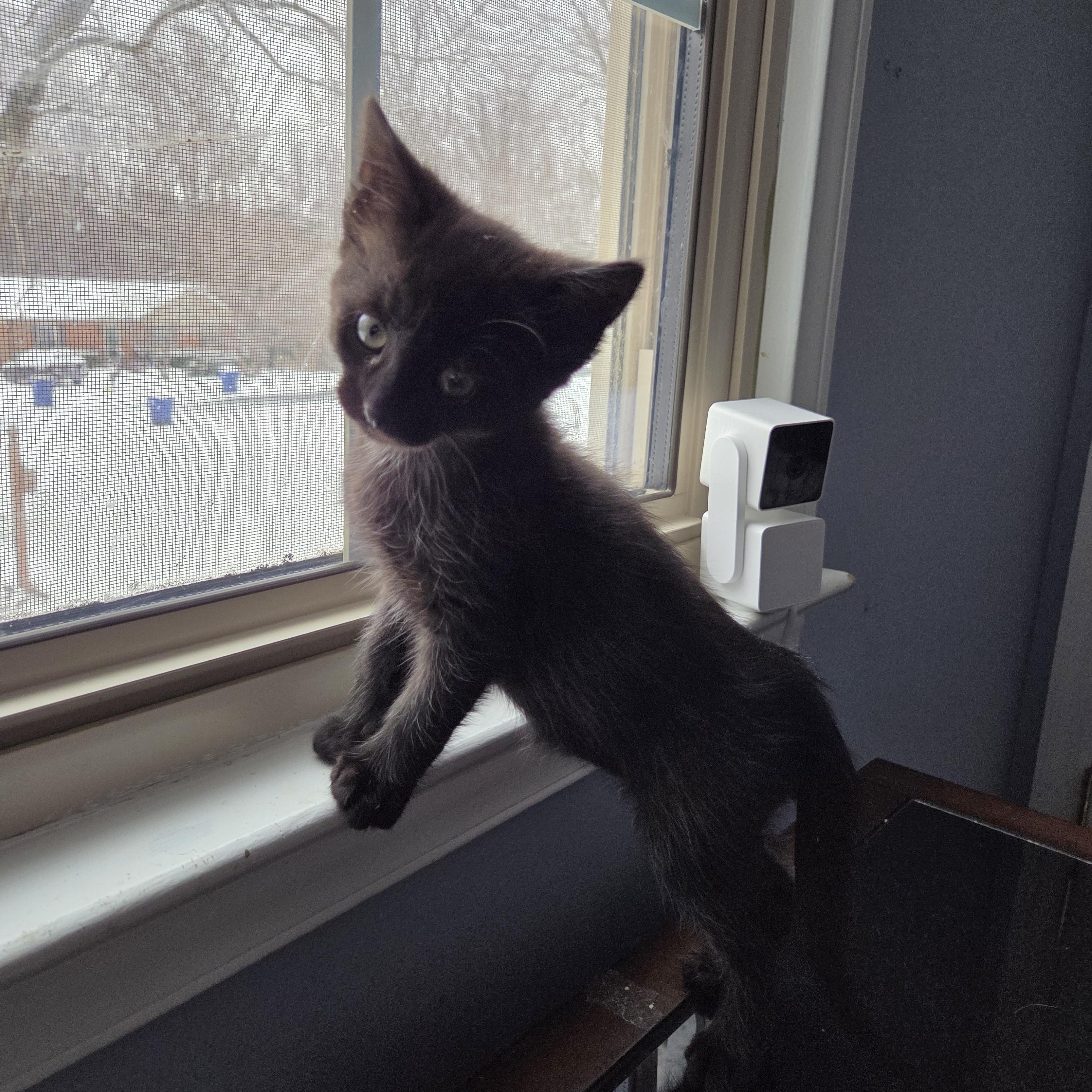 Taika — thumbnail 3