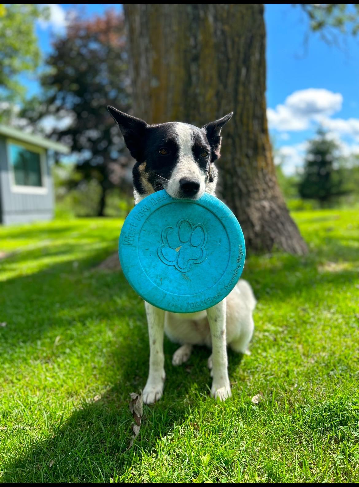 Maisie (Menomonie Wisconsin) photo 2
