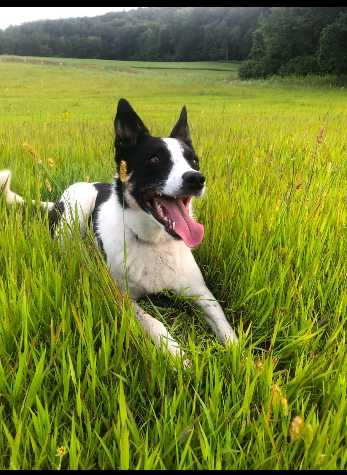 Maisie (Menomonie Wisconsin), Adult Female Australian Shepherd