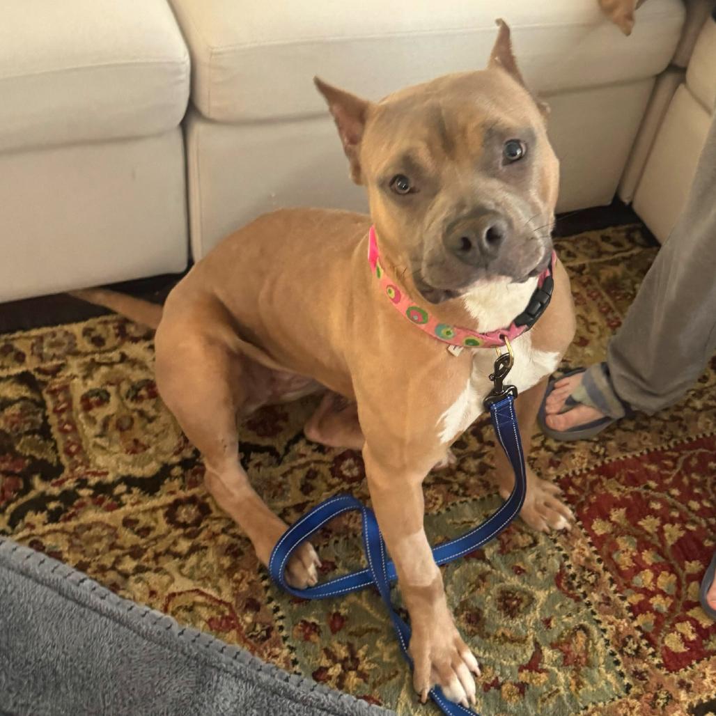 Liora, a Adoptable Pit Bull Terrier in York, PA image 3/6
