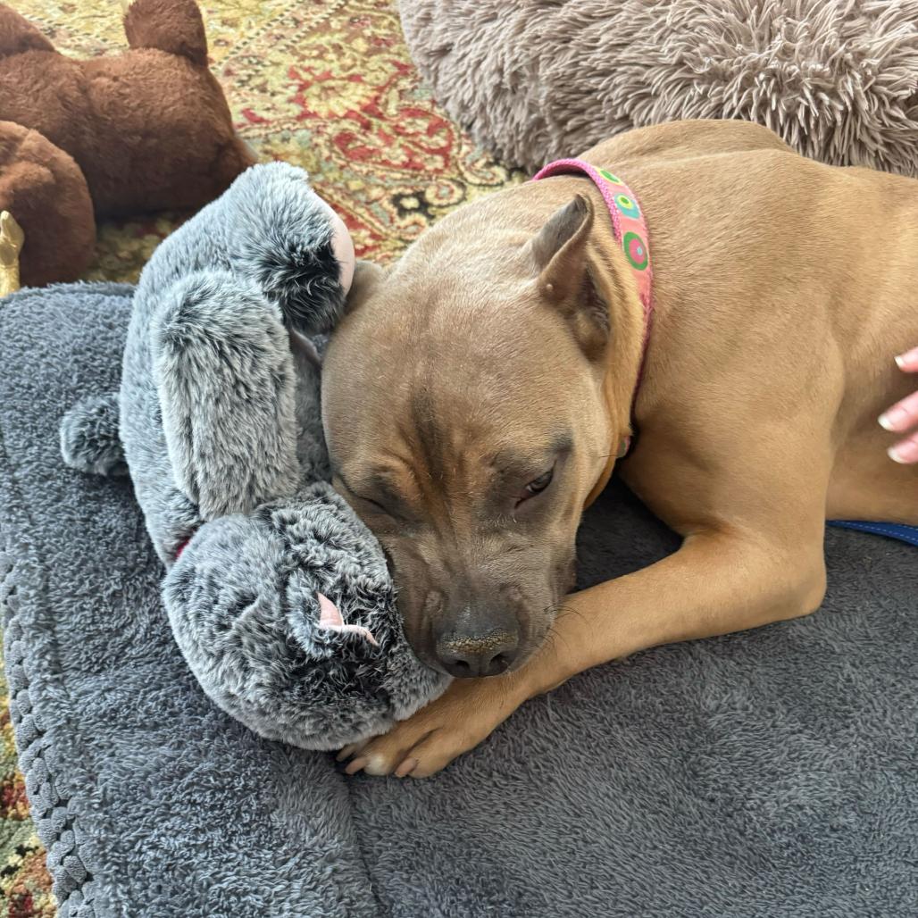 Liora, a Adoptable Pit Bull Terrier in York, PA image 2/6