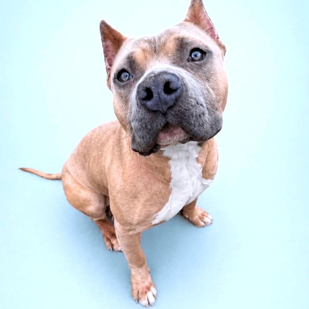 Liora, a Adoptable Pit Bull Terrier in York, PA image 4/6
