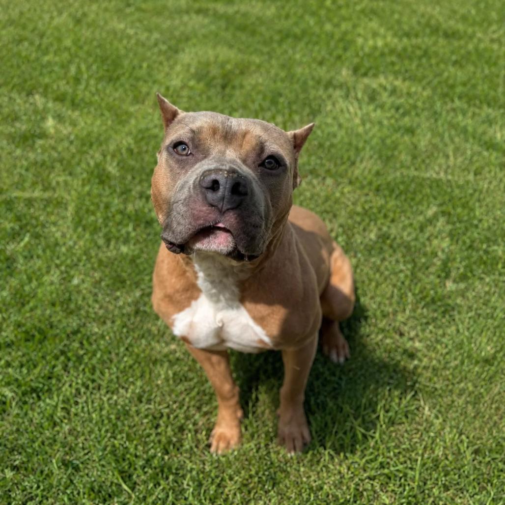 Liora fka Gloria, a Adoptable Pit Bull Terrier in York, PA image 1/3