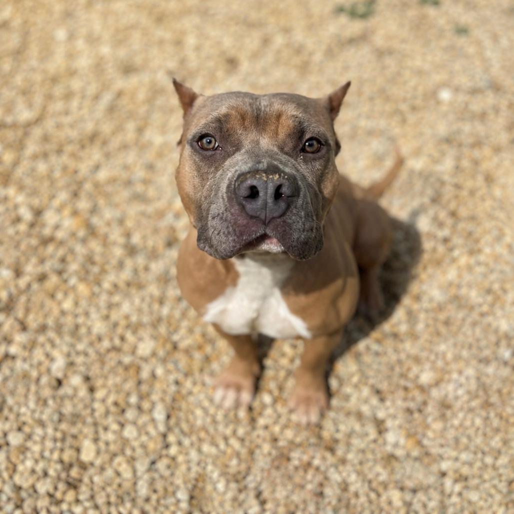 Liora fka Gloria, a Adoptable Pit Bull Terrier in York, PA image 2/3