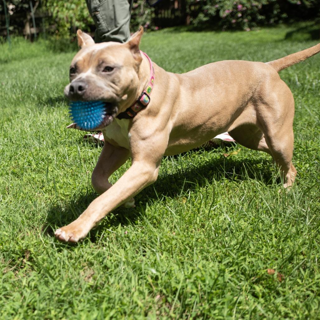 Enlarge Liora, a Adoptable Pit Bull Terrier in York, PA image 2/5