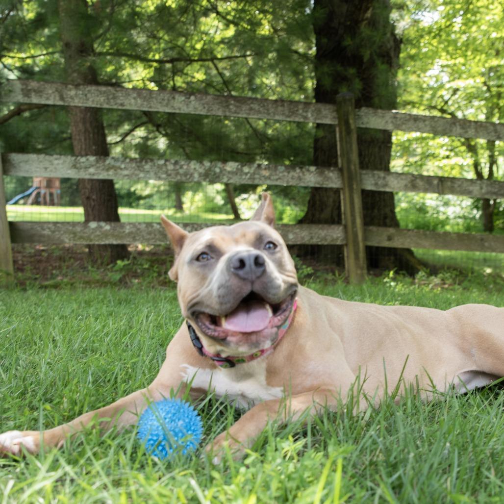 Enlarge Liora, a Adoptable Pit Bull Terrier in York, PA image 1/5