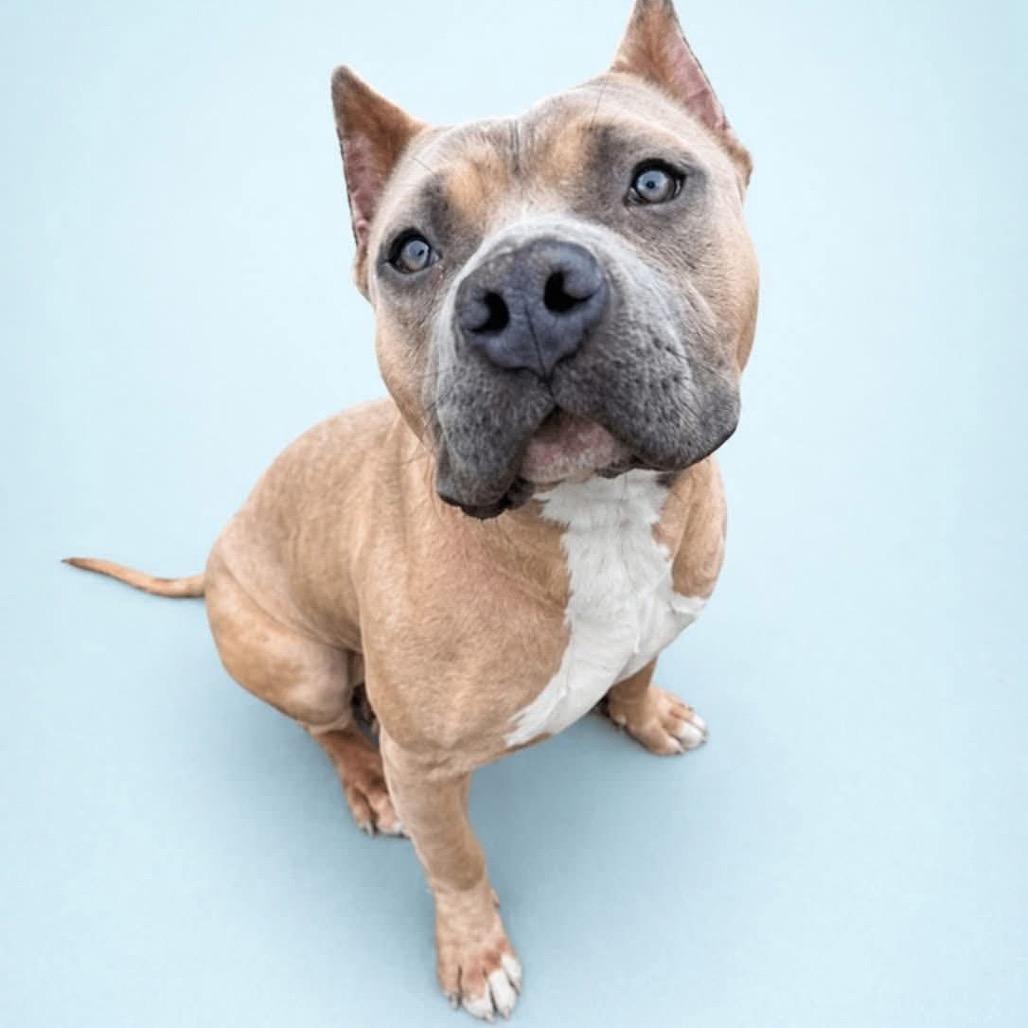 Liora fka Gloria, a Adoptable Pit Bull Terrier in York, PA image 3/3