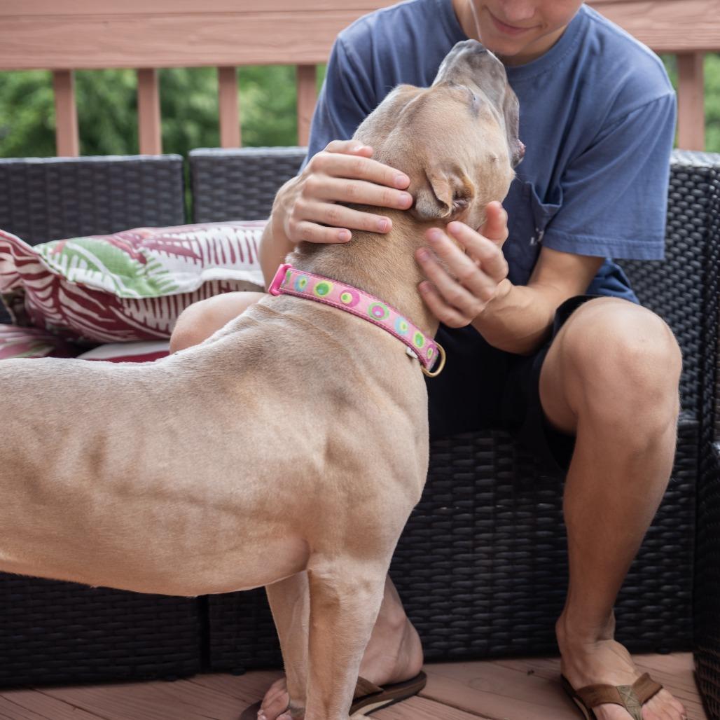 Enlarge Liora, a Adoptable Pit Bull Terrier in York, PA image 3/5