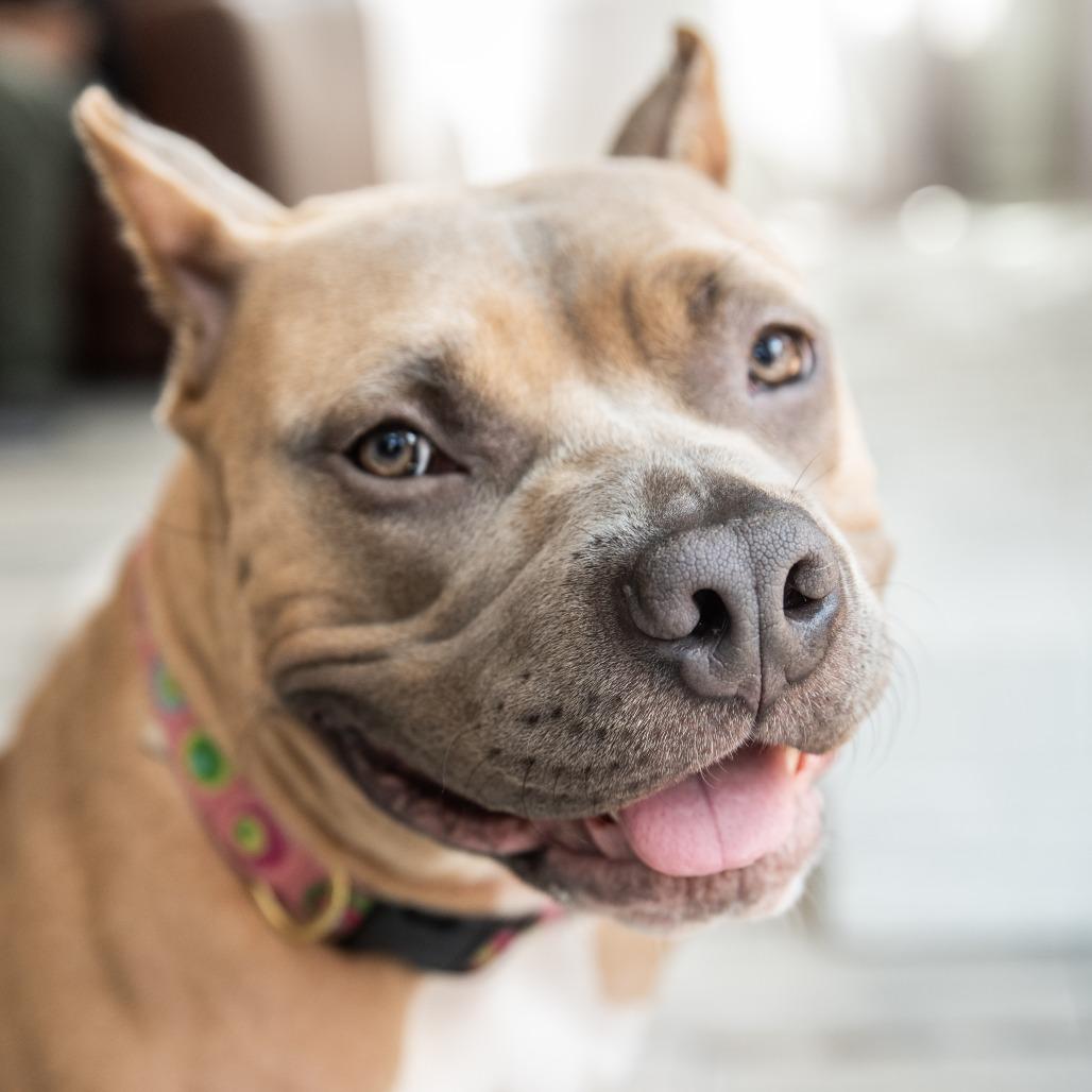 Enlarge Liora, a Adoptable Pit Bull Terrier in York, PA image 4/5