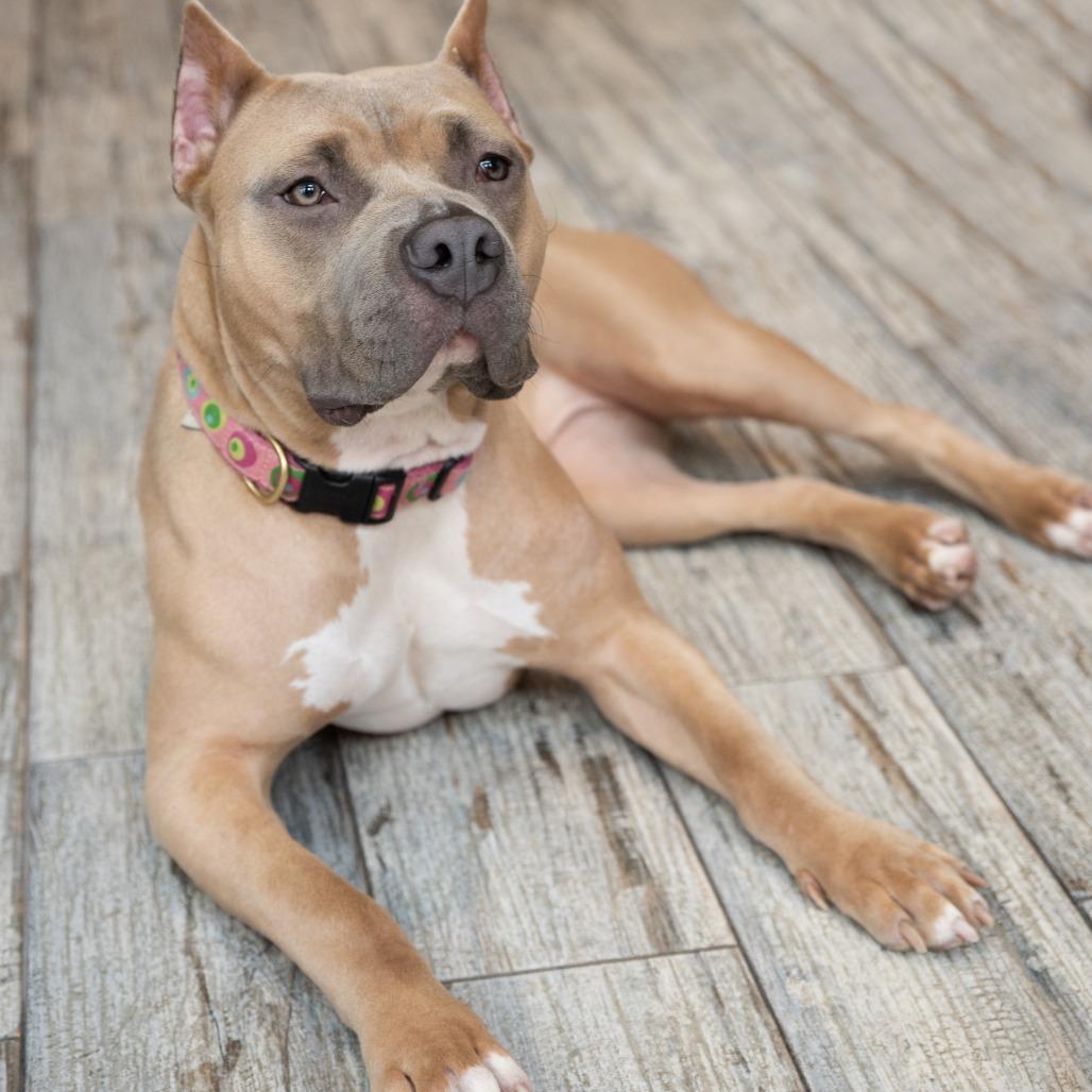 Enlarge Liora, a Adoptable Pit Bull Terrier in York, PA image 5/5