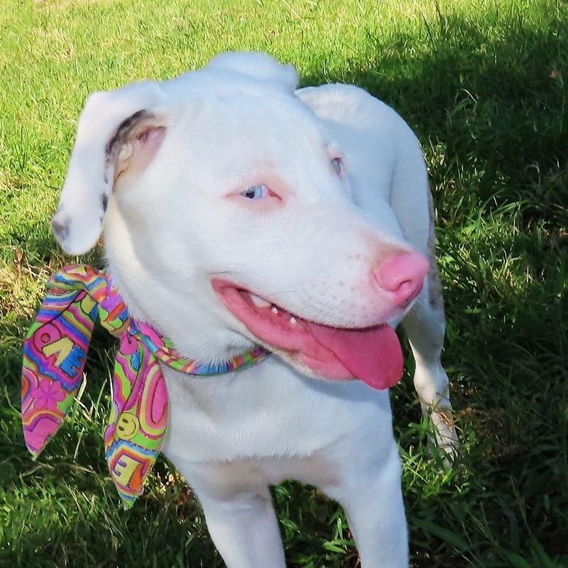 Whisper, Adoptable, Young Female Catahoula Leopard Dog & Australian Shepherd.