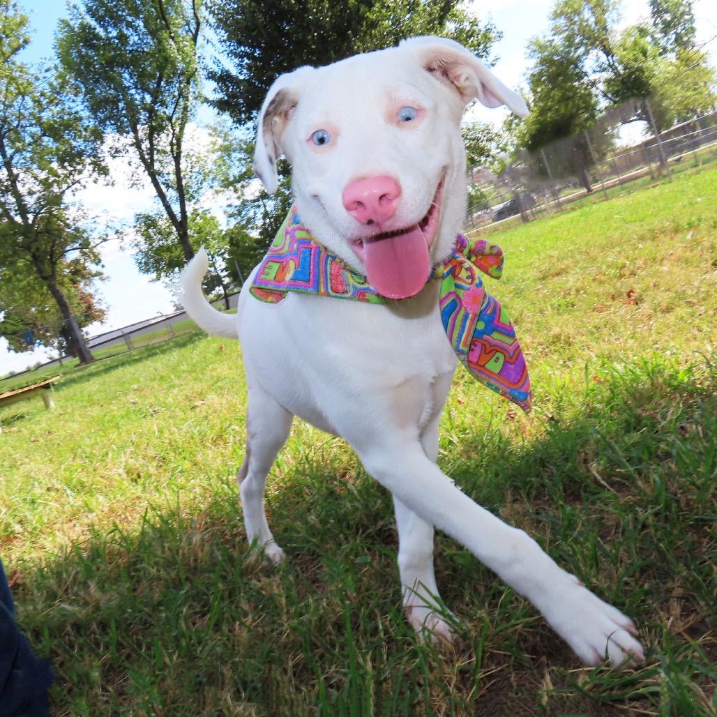 Enlarge Whisper, a Adoptable mixed breed in Wadena, MN image 2/5