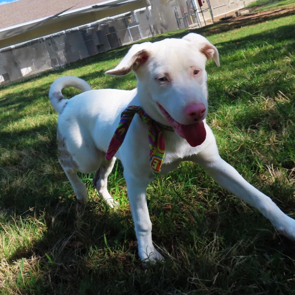 Enlarge Whisper, a Adoptable mixed breed in Wadena, MN image 3/5