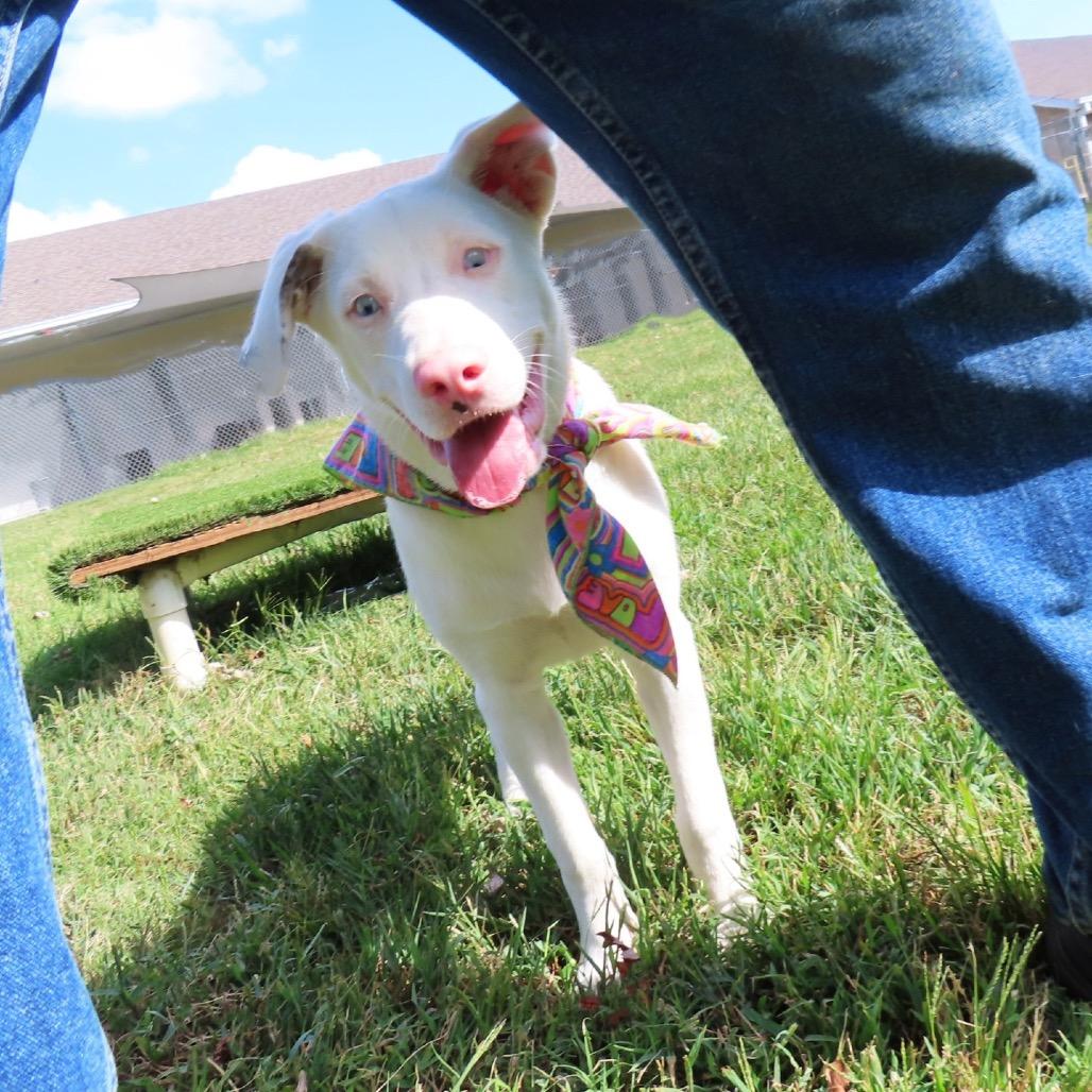 Enlarge Whisper, a Adoptable mixed breed in Wadena, MN image 4/5