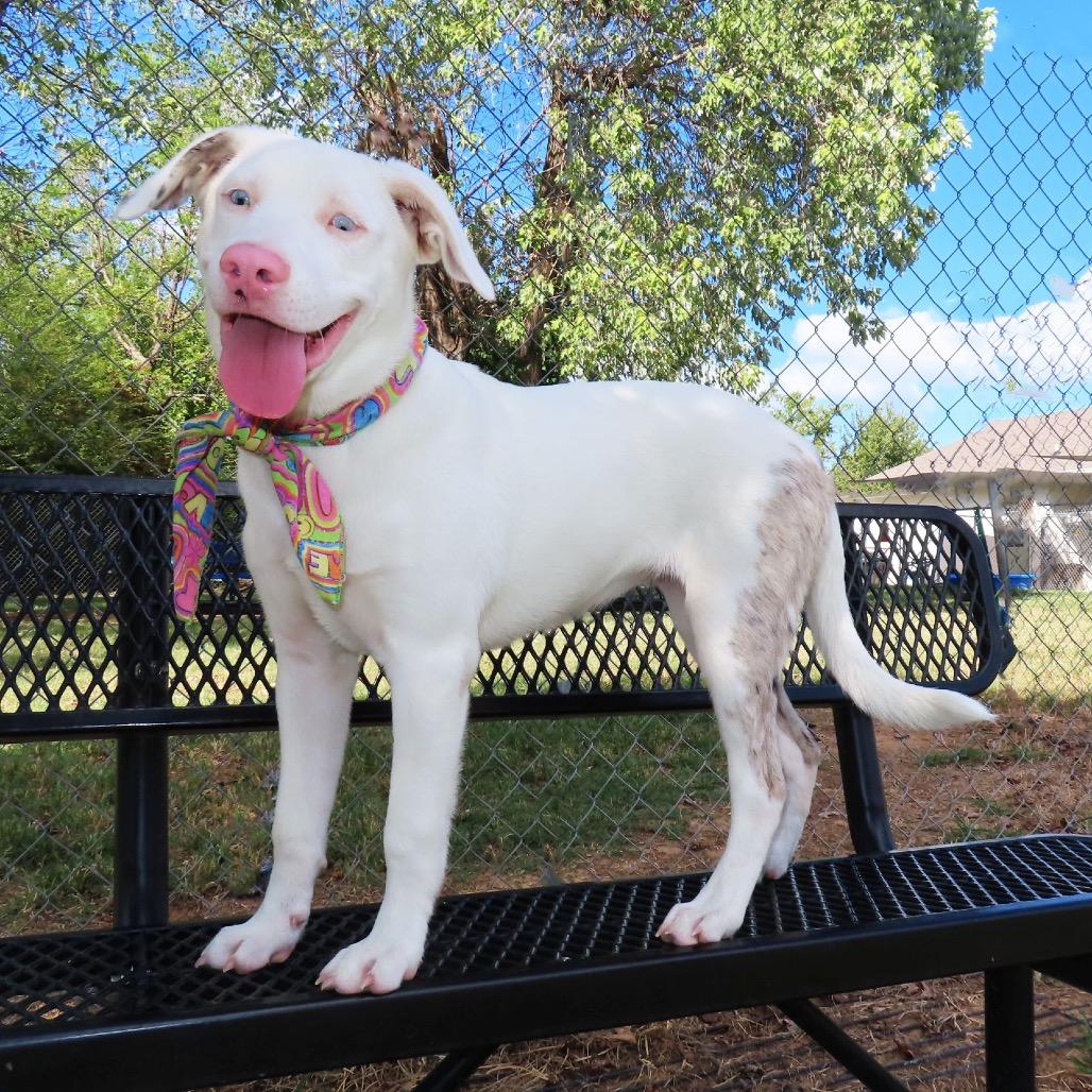 Enlarge Whisper, a Adoptable mixed breed in Wadena, MN image 5/5