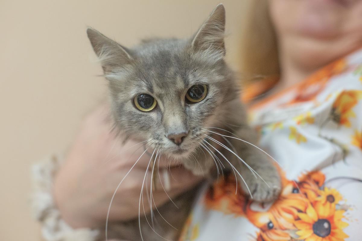 Sharma, Adoptable, Adult Female Domestic Long Hair & Tabby.