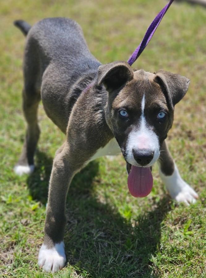 Twister, adopted, Puppy Male Husky.