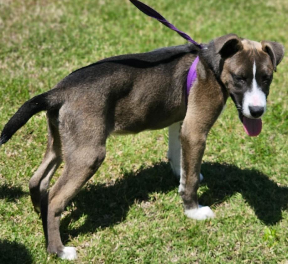 Twister, an adopted mixed breed in Enfield , CT image 2/4