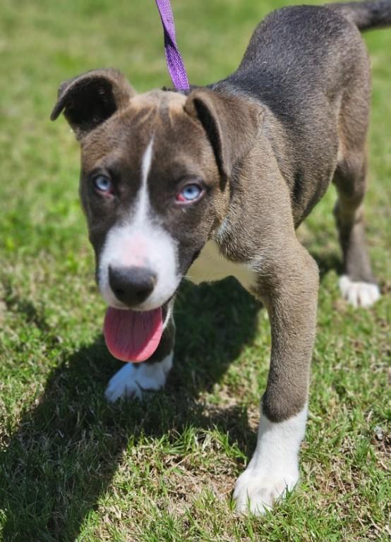 Twister, an adopted mixed breed in Enfield , CT image 4/4