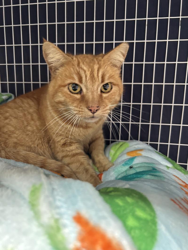 Sunflower, a Adoptable Domestic Short Hair in Diamond Springs, CA image 1/4