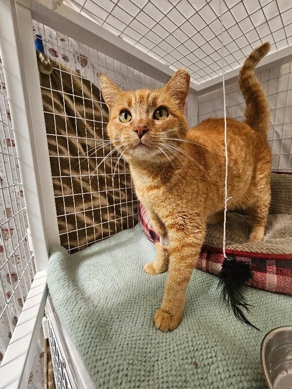 Sunflower, a Adoptable Domestic Short Hair in Diamond Springs, CA image 2/4