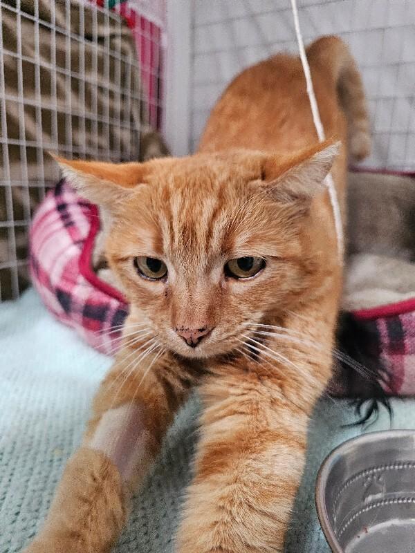 Sunflower, a Adoptable Domestic Short Hair in Diamond Springs, CA image 3/4