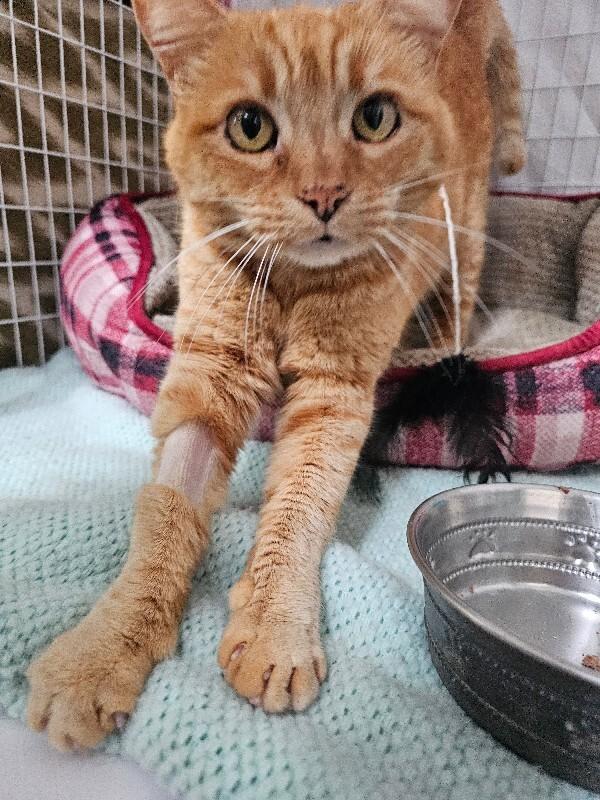 Sunflower, a Adoptable Domestic Short Hair in Diamond Springs, CA image 4/4