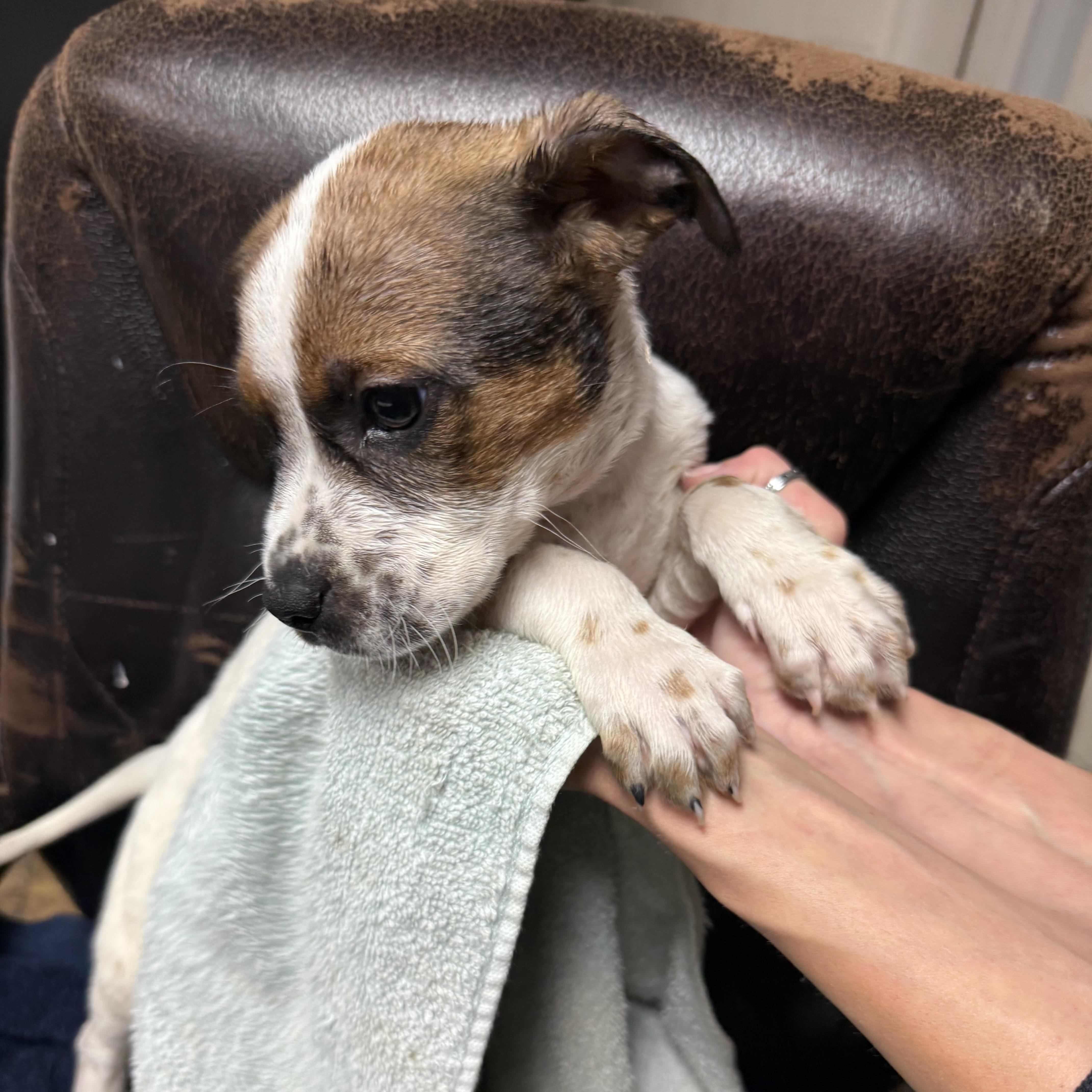 Espresso — thumbnail 4