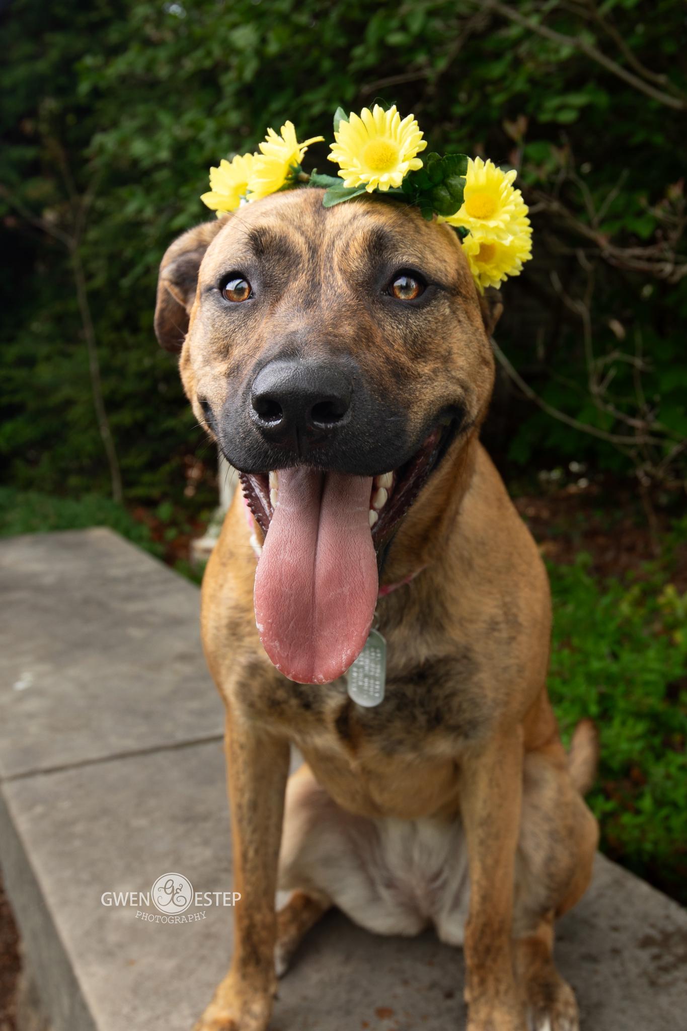 June, a Adoptable mixed breed in Dayton, OH image 2/6