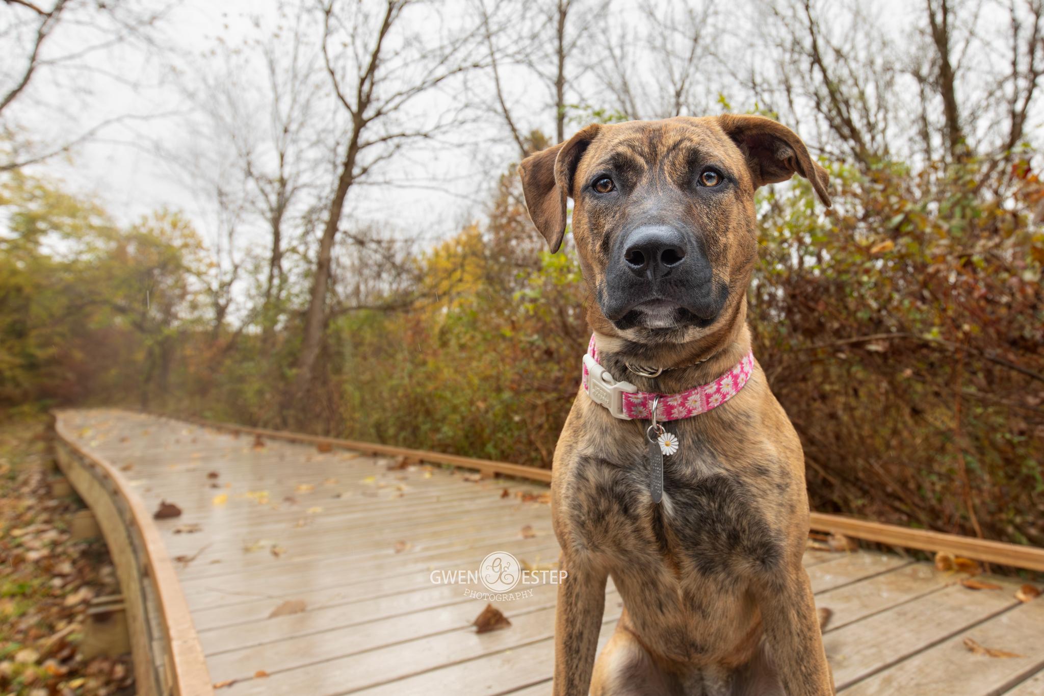 Enlarge June, a Adoptable mixed breed in Dayton, OH image 4/6