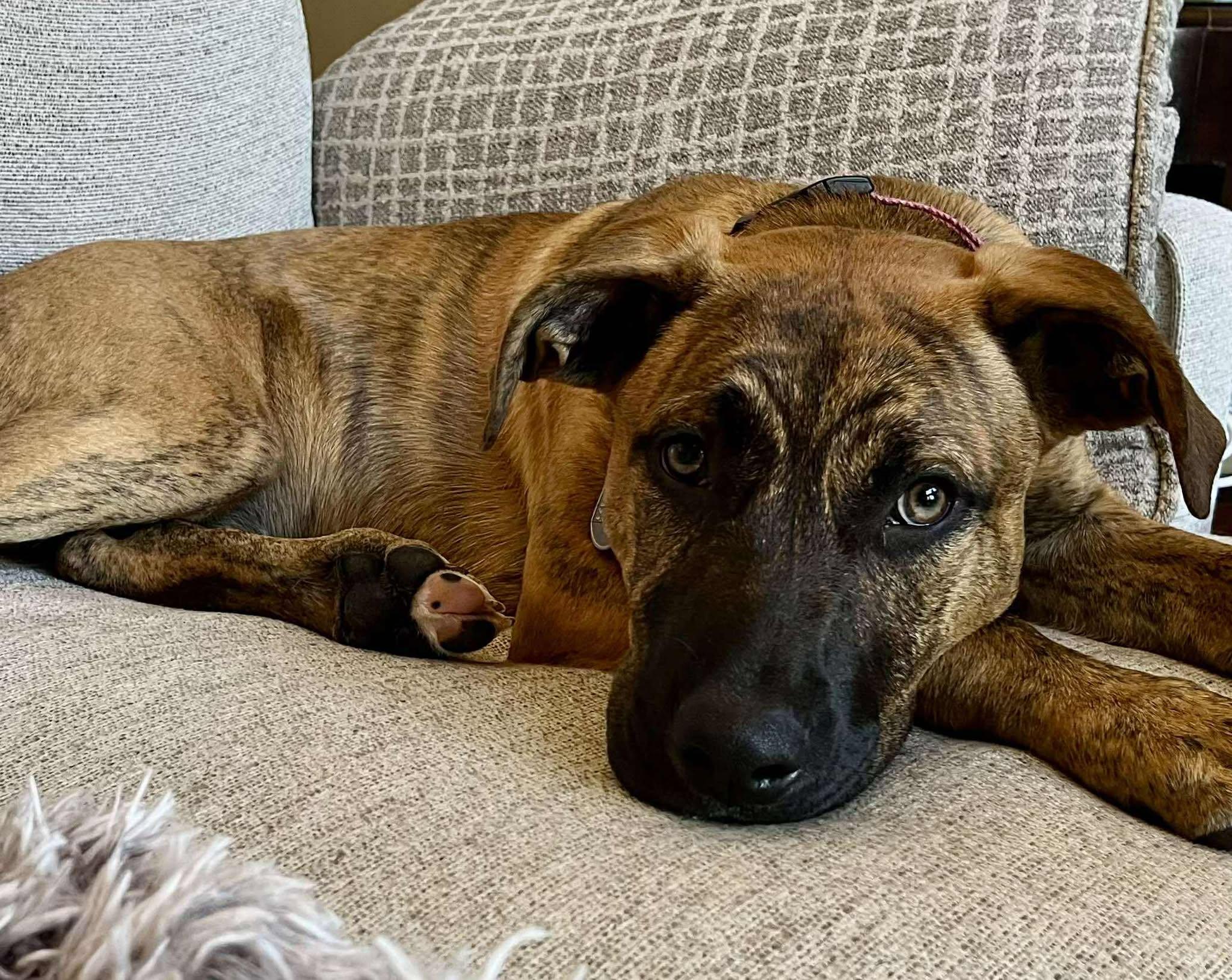 Enlarge June, a Adoptable mixed breed in Dayton, OH image 5/6