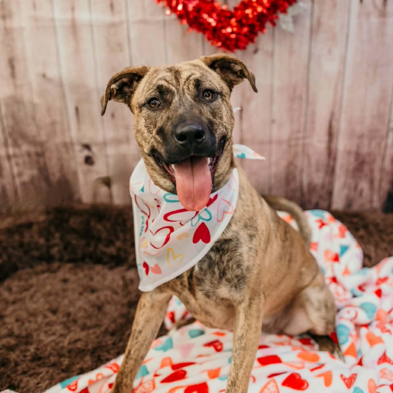 Enlarge June, a Adoptable mixed breed in Dayton, OH image 1/6