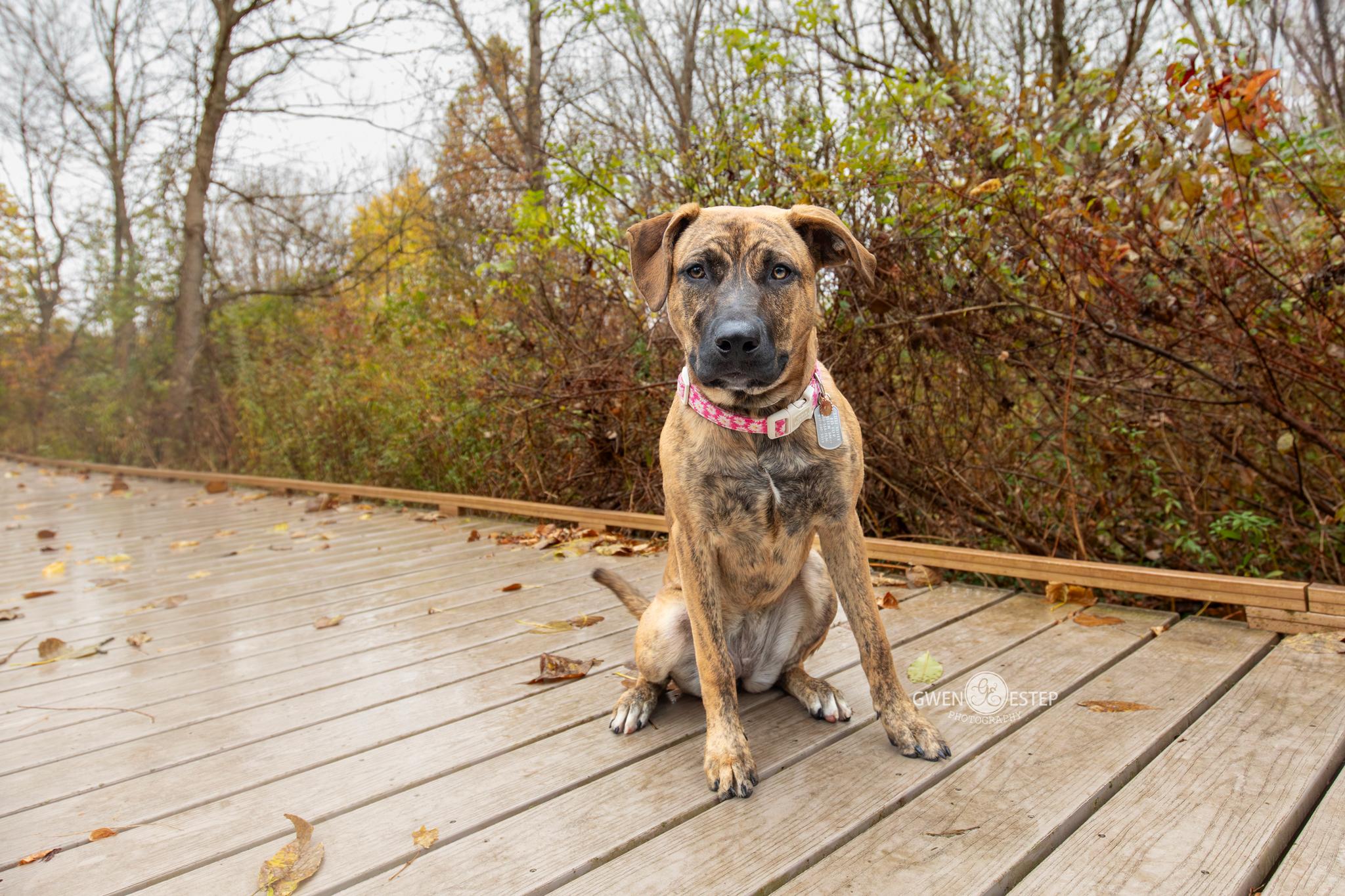 Enlarge June, a Adoptable mixed breed in Dayton, OH image 1/6