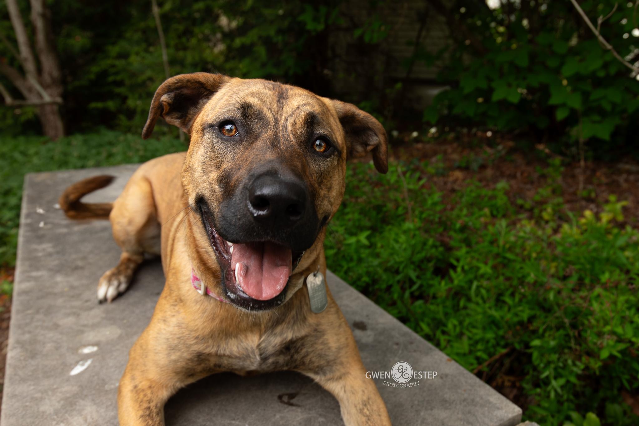 June, Adoptable, Young Female Pit Bull Terrier & Siberian Husky.
