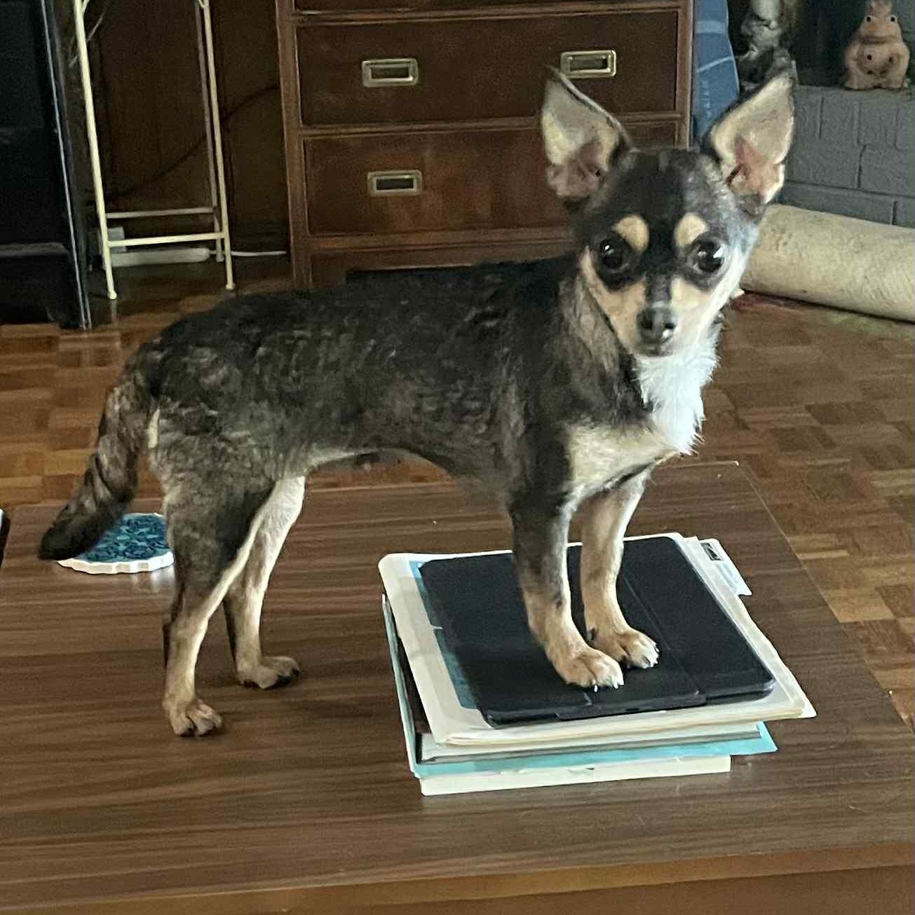 Coco