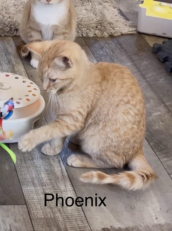 Pheonix, Adoptable, Young Male Domestic Short Hair.