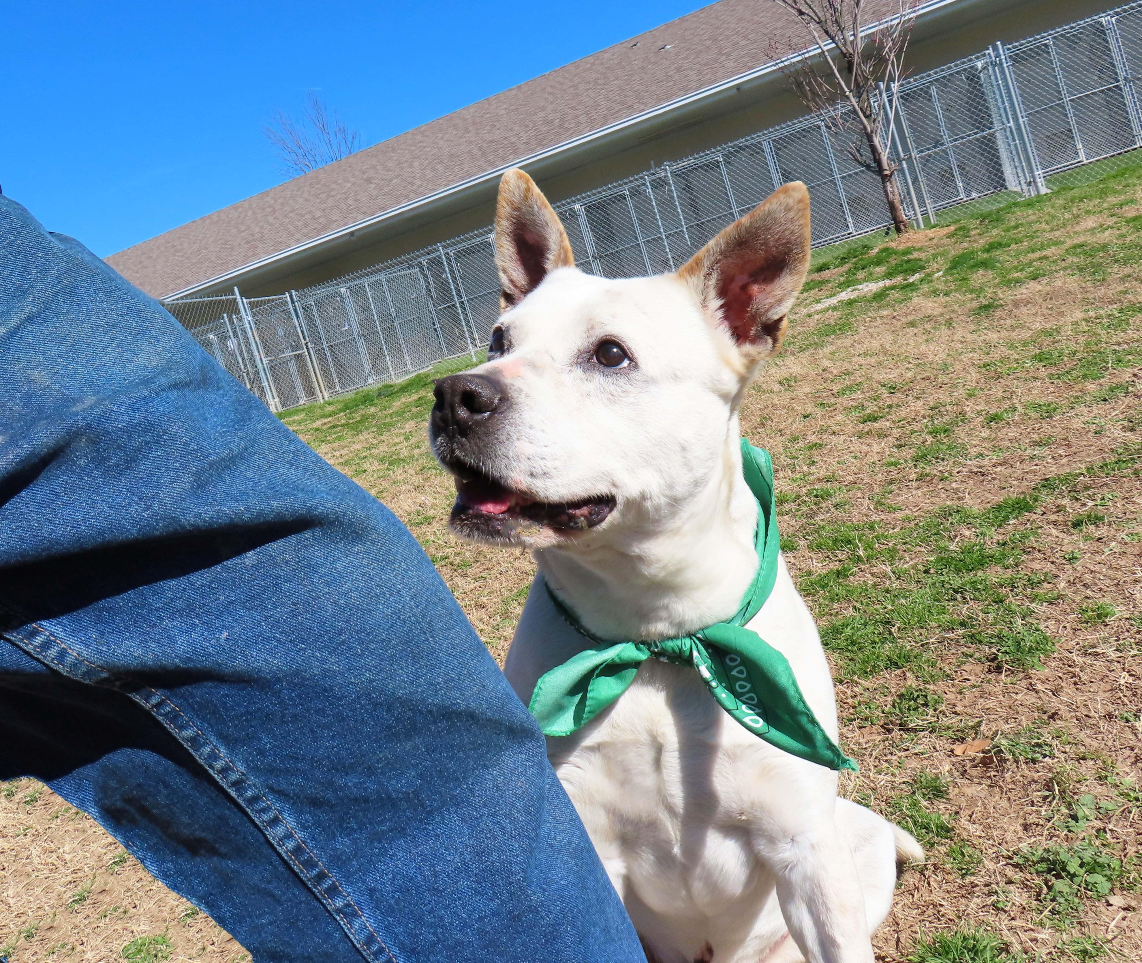 Enlarge Brodie  26C-17A, a ADOPTABLE mixed breed in Rogers, AR image 2/5