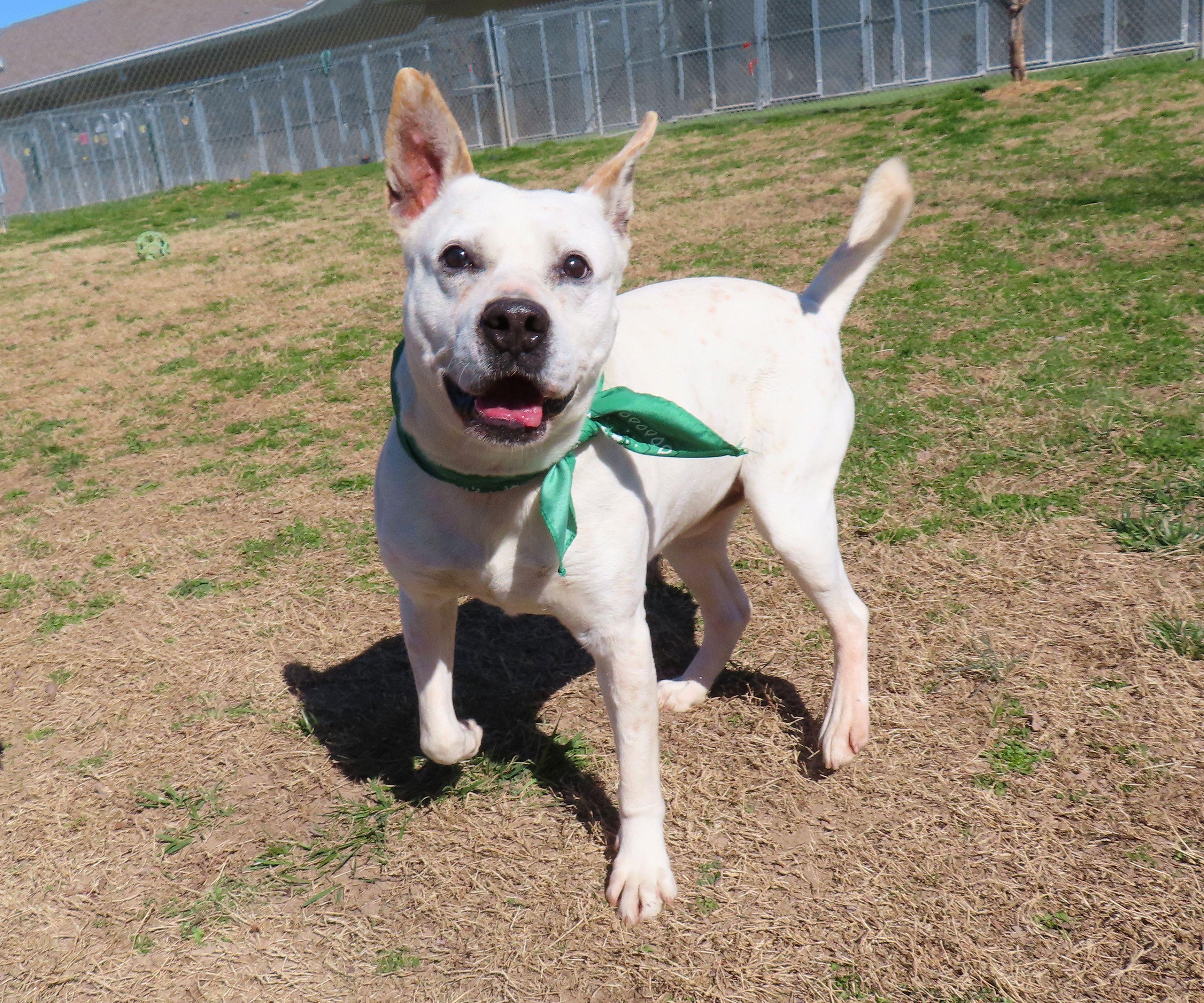 Enlarge Brodie  26C-17A, a ADOPTABLE mixed breed in Rogers, AR image 5/5