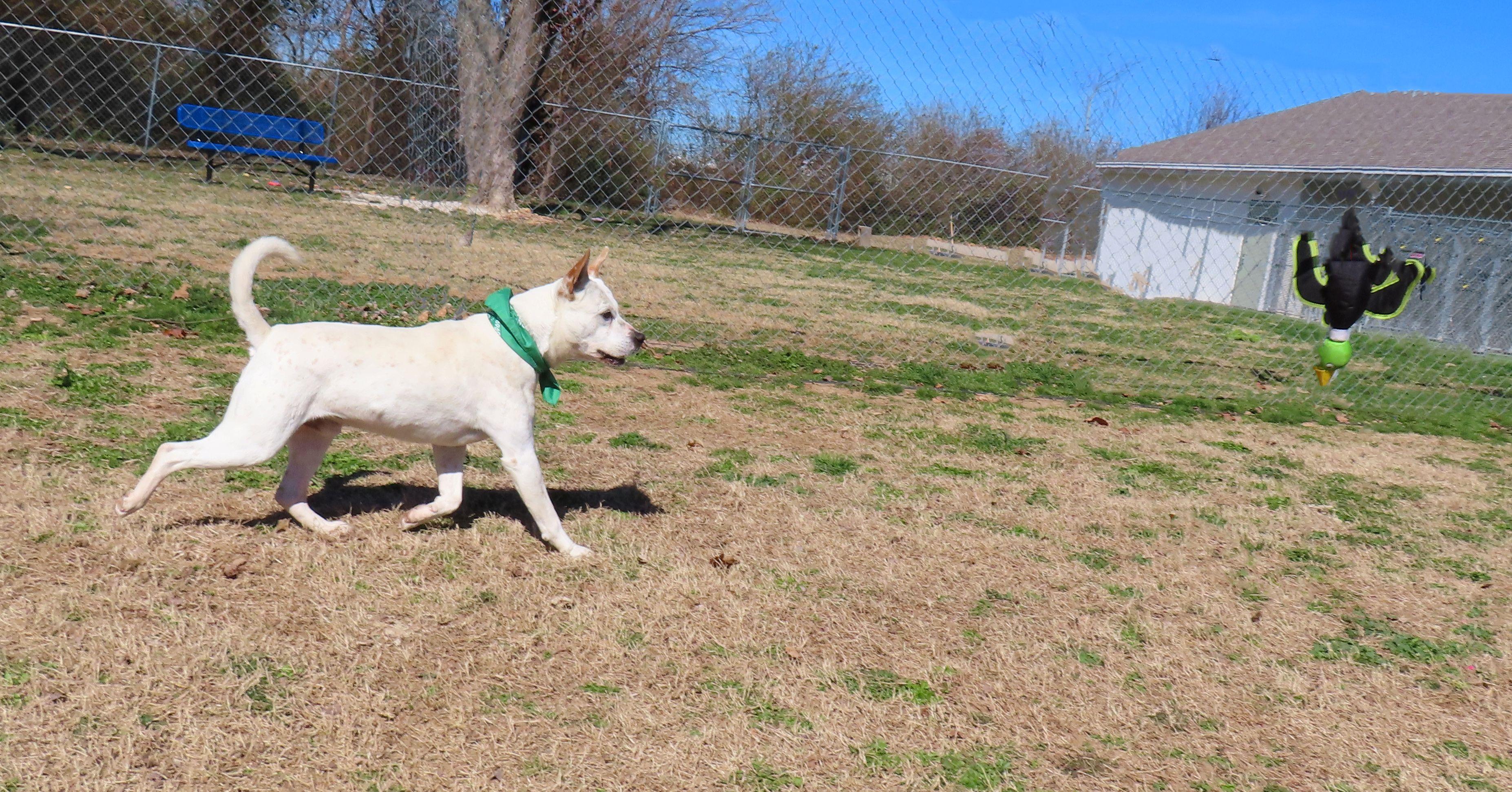 Enlarge Brodie  26C-17A, a ADOPTABLE mixed breed in Rogers, AR image 4/5