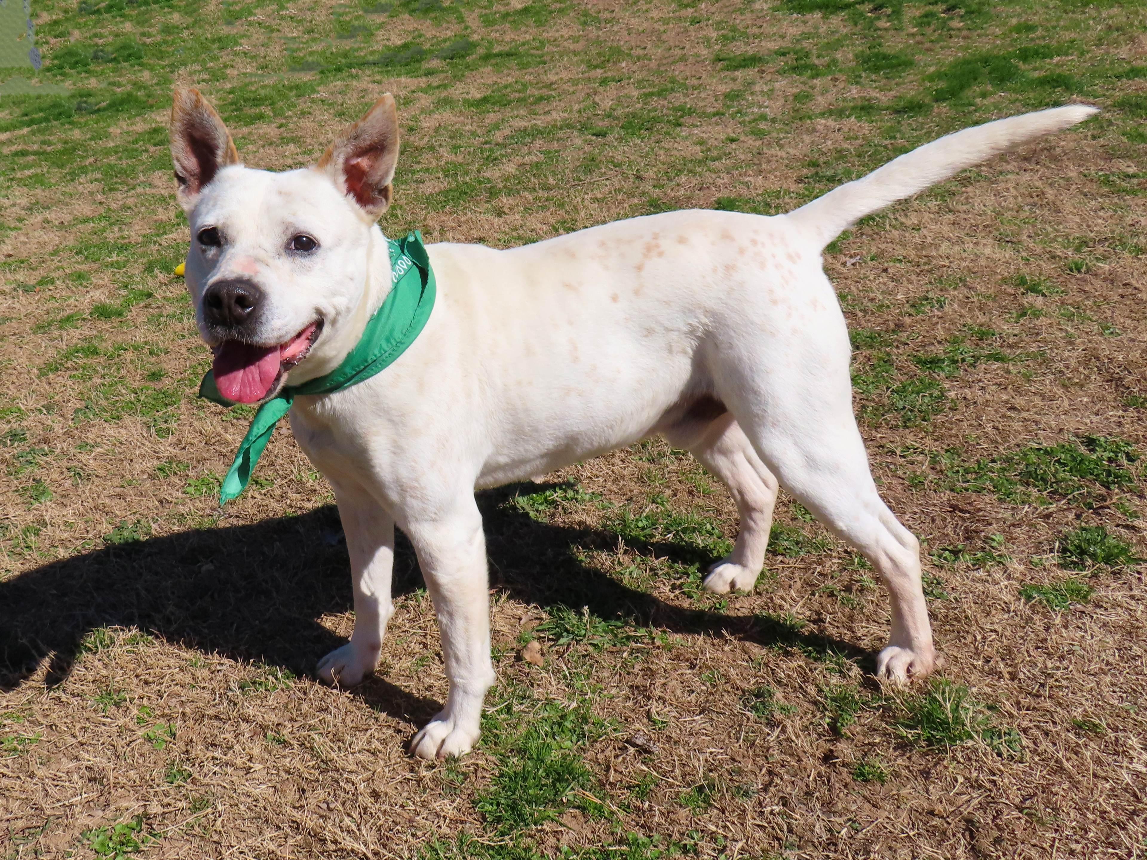 Enlarge Brodie  26C-17A, a ADOPTABLE mixed breed in Rogers, AR image 3/5