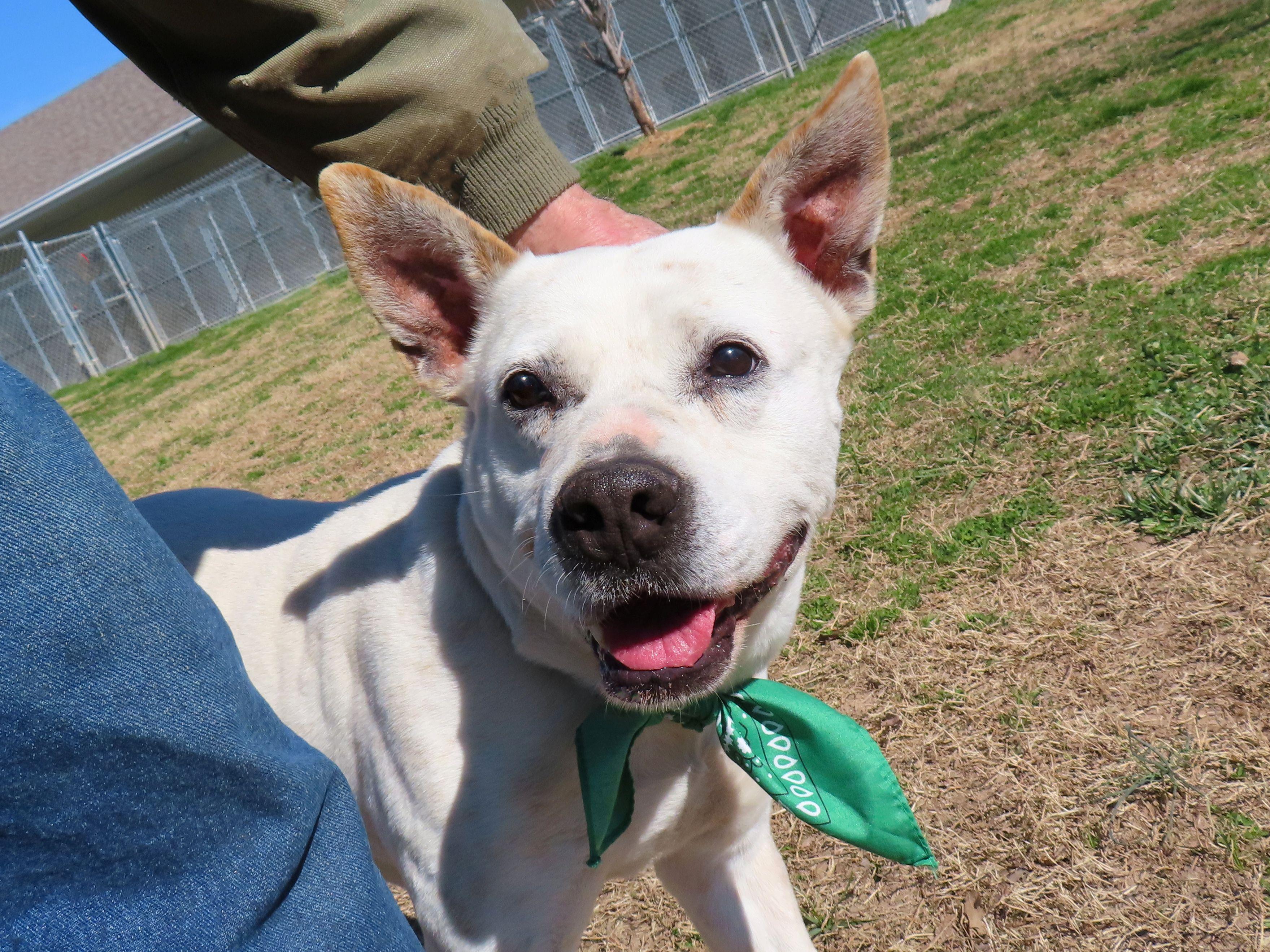 Brodie  26C-17A, ADOPTABLE, Young Male Boxer & Labrador Retriever.