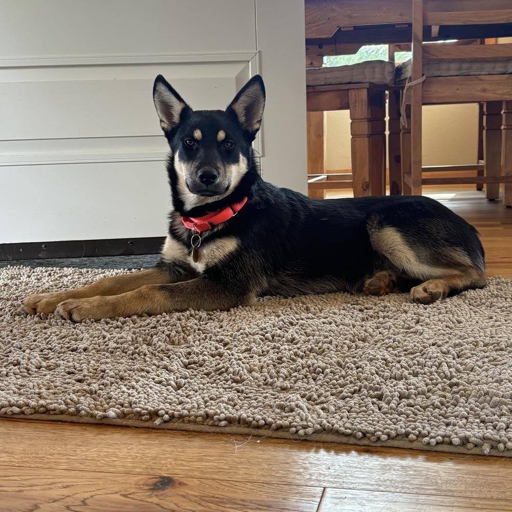 Enlarge Kona, a Adoptable mixed breed in Pleasant Hill, CA image 1/3