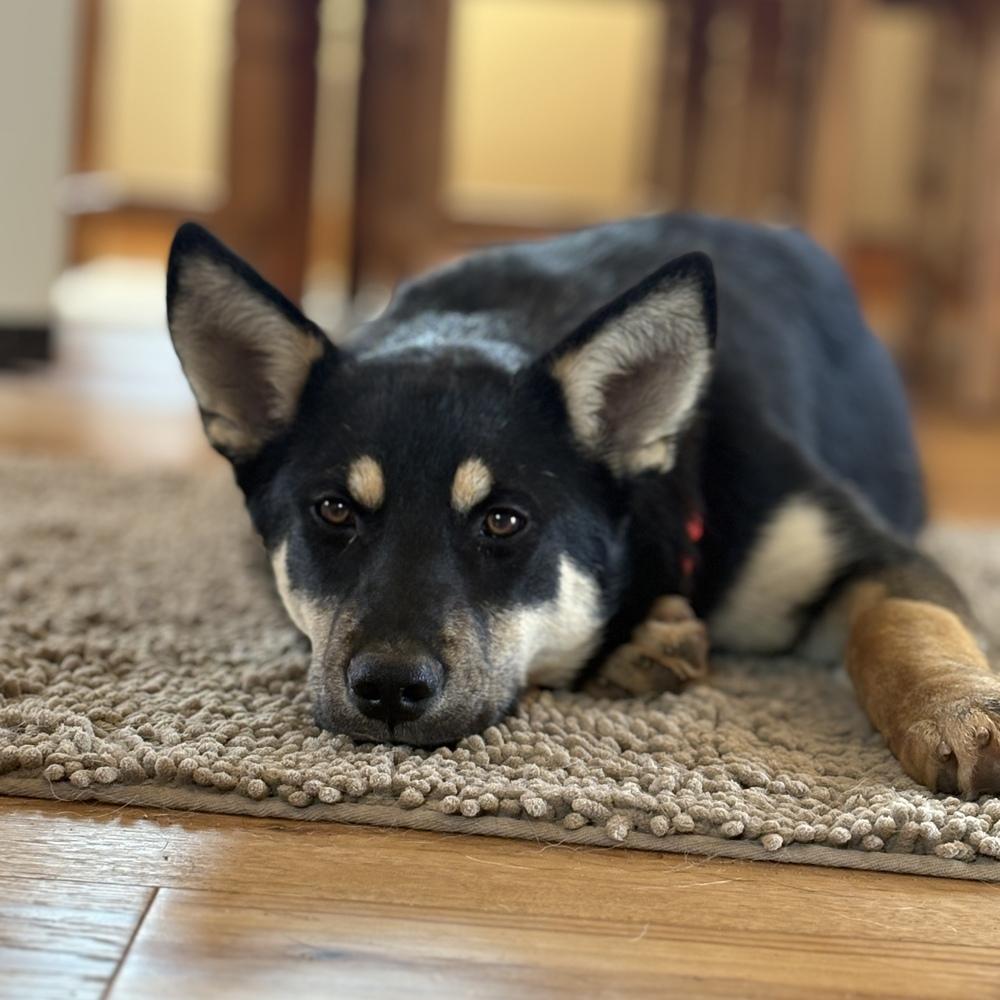 Enlarge Kona, a Adoptable mixed breed in Pleasant Hill, CA image 2/3